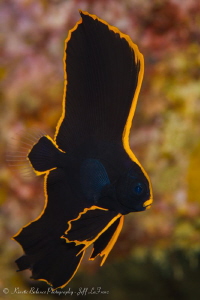 Juvenile Batfish struttering her stuff by Jeff Lafrenz 